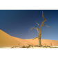 Baum_im_Dead_Vlei__Namibia